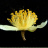 JP 140855 (Flower)