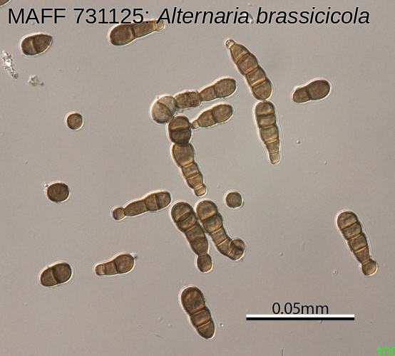 農業生物資源ジーンバンク - 微生物遺伝資源の詳細 - MAFF 731125