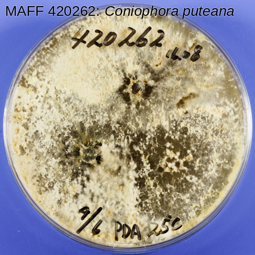 小麦ページ 楽天市場】【50%OFF】CELLARRICH セラリッチ がまぐち