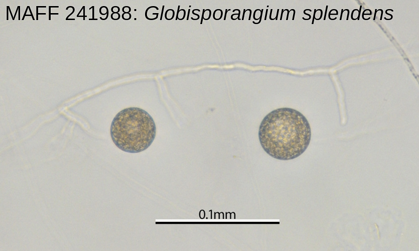 hyphal swellins