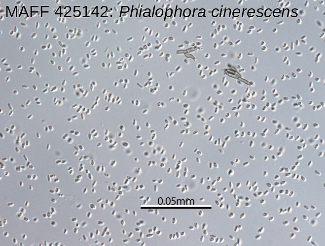 conidia, conidiogeous cells