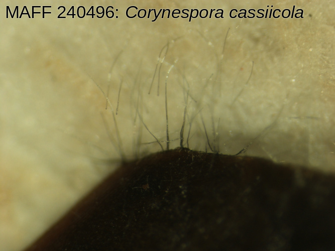 プルメリア葉上Corynespora sp.