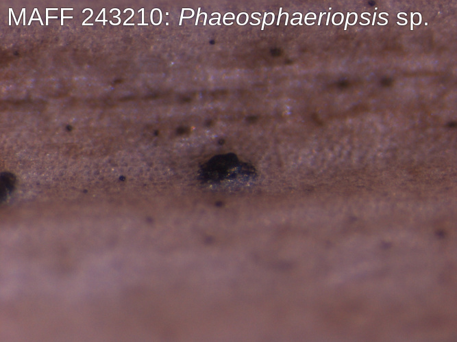 トゲナシタコノキPhaeosphaeriopsis分生子角