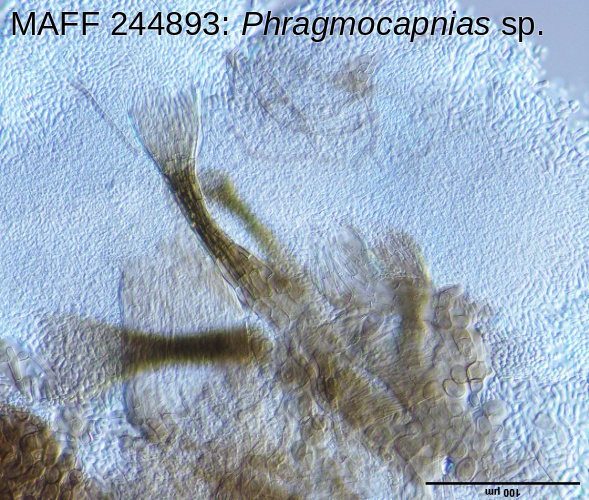 ムニンネズミモチ培地上Phragmocapnias分生子果