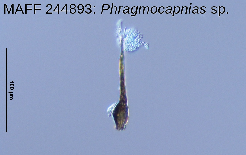 ムニンネズミモチ葉上Phragmocapnias分生子果
