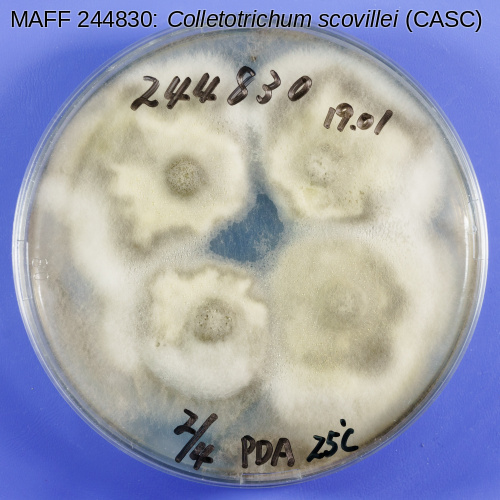 Photo (Plate, face)