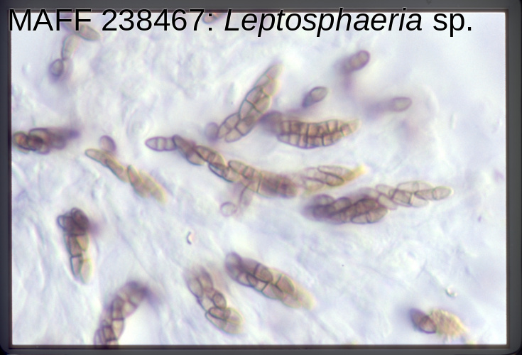 農業生物資源ジーンバンク - 微生物遺伝資源の詳細 - MAFF 238467