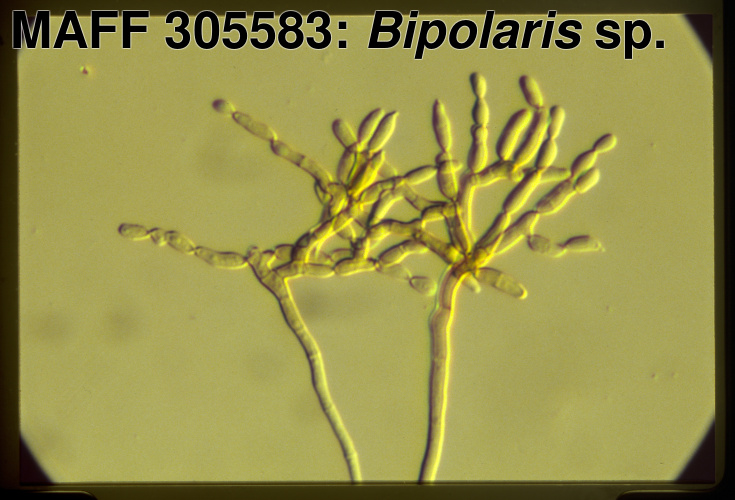 農業生物資源ジーンバンク - 微生物遺伝資源の詳細 - MAFF 305583
