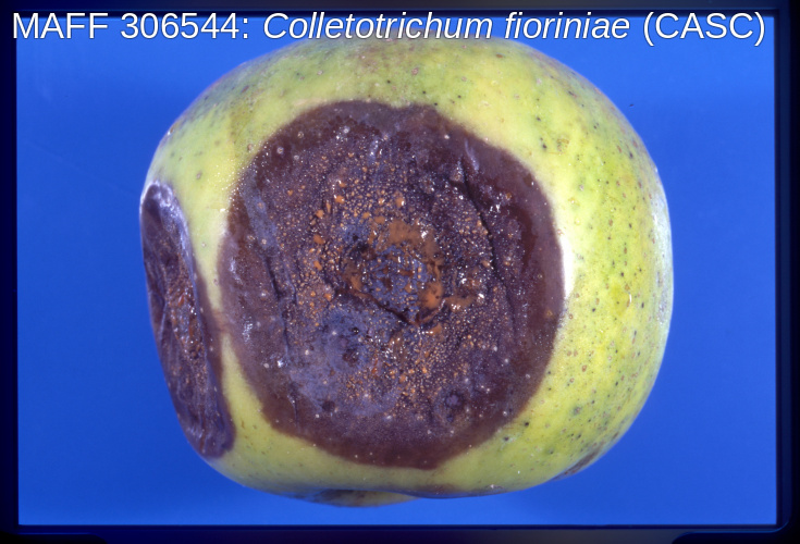 炭疽病罹病リンゴ果実病斑