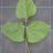 JP 98836 (Leaf shape)
