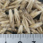 JP 75748 (Seed)