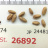JP 24481 (Seed)