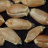 JP 50182 (Seed)