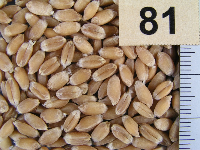 農業生物資源ジーンバンク - 植物遺伝資源の詳細 - JP 24057