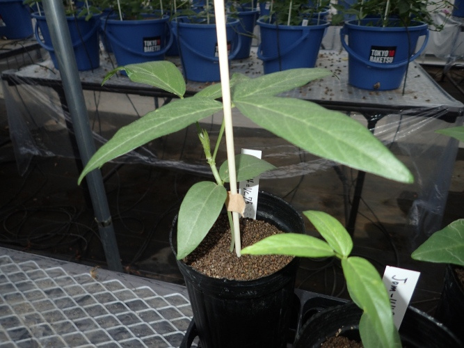 農業生物資源ジーンバンク - 植物遺伝資源の詳細 - JP 235905