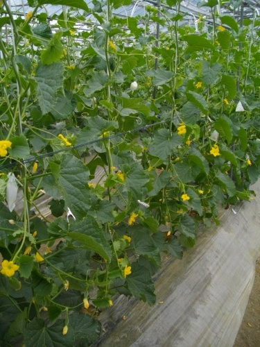 農業生物資源ジーンバンク - 植物遺伝資源の詳細 - JP 251380