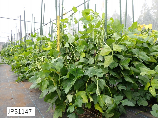 農業生物資源ジーンバンク - 植物遺伝資源の詳細 - JP 81147