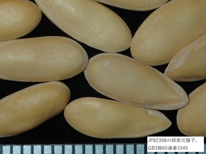 農業生物資源ジーンバンク - 植物遺伝資源の詳細 - JP 82398
