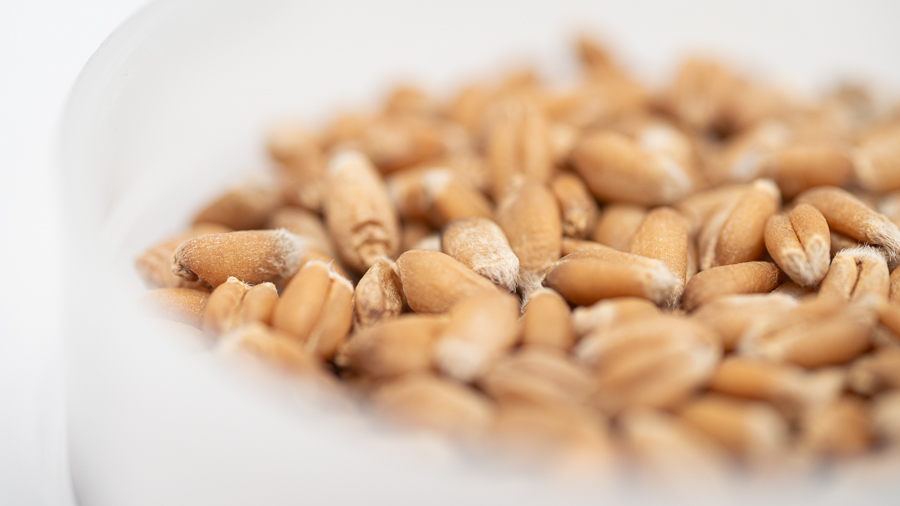 農林10号の種子