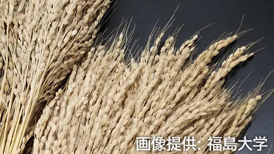 長い芒をもつ白早生。福島大学撮影
