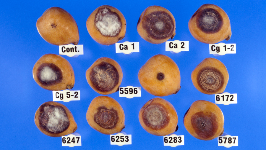 Inoculation test