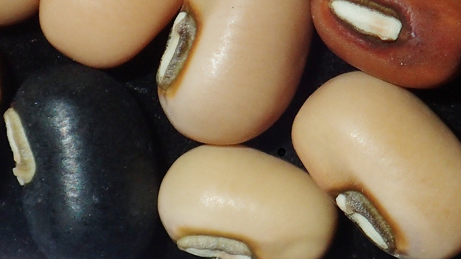 ネパール産ササゲ